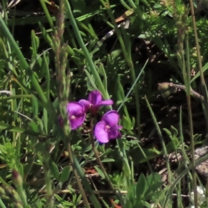 Swainsona sericea at Dry Plain, NSW - 15 Nov 2020