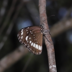 Euploea corinna at Alexandra Hills, QLD - 23 Apr 2023 10:48 AM