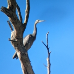 Egretta novaehollandiae at Bungowannah, NSW - 10 May 2023