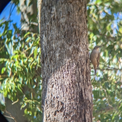 Climacteris picumnus (Brown Treecreeper) at West Wodonga, VIC - 10 May 2023 by Darcy