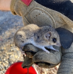 Sminthopsis murina (Common Dunnart) at Nanima, NSW - 11 May 2023 by 81mv