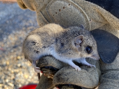 Sminthopsis murina (Common Dunnart) at Nanima, NSW - 11 May 2023 by 81mv