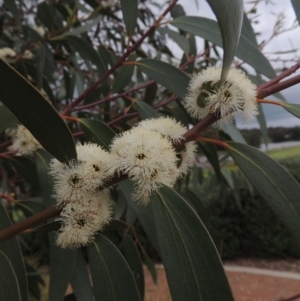 Eucalyptus gregsoniana at Gordon, ACT - 12 Nov 2022