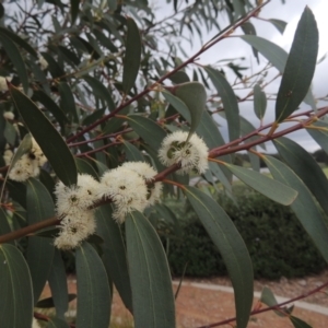 Eucalyptus gregsoniana at Gordon, ACT - 12 Nov 2022