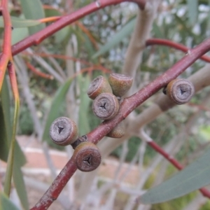 Eucalyptus gregsoniana at Point Hut Pond - 12 Nov 2022