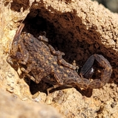 Lychas marmoreus (Little Marbled Scorpion) at Woodstock Nature Reserve - 11 May 2023 by trevorpreston