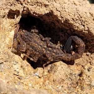 Lychas marmoreus at Coree, ACT - 11 May 2023 11:54 AM