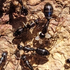Camponotus claripes (Pale-legged sugar ant) at Woodstock Nature Reserve - 11 May 2023 by trevorpreston