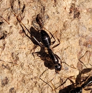 Camponotus claripes at Coree, ACT - 11 May 2023