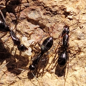 Camponotus claripes at Coree, ACT - 11 May 2023