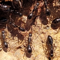 Camponotus claripes at Coree, ACT - 11 May 2023