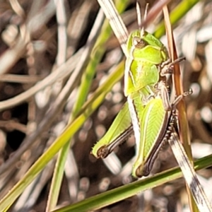 Caledia captiva at Dunlop, ACT - 11 May 2023 11:30 AM