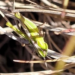 Caledia captiva at Dunlop, ACT - 11 May 2023