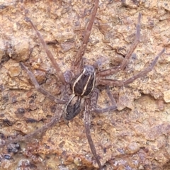 Dolomedes sp. (genus) (Fishing spider) at Dunlop, ACT - 11 May 2023 by trevorpreston