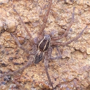 Dolomedes sp. (genus) at Dunlop, ACT - 11 May 2023 11:18 AM