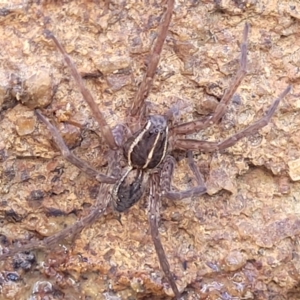 Dolomedes (genus) at Dunlop, ACT - 11 May 2023 11:18 AM