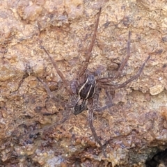 Dolomedes (genus) at Dunlop, ACT - 11 May 2023 11:18 AM