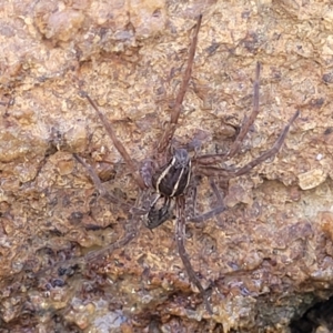 Dolomedes (genus) at Dunlop, ACT - 11 May 2023 11:18 AM