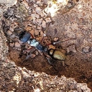 Myrmecia fulvipes at Hall, ACT - 11 May 2023