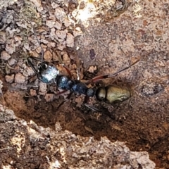 Myrmecia fulvipes at Hall, ACT - 11 May 2023