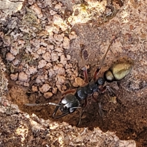 Myrmecia fulvipes at Hall, ACT - 11 May 2023