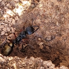 Myrmecia fulvipes at Hall, ACT - 11 May 2023