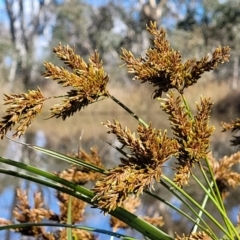 Cyperus exaltatus (Tall Flat-sedge, Giant Sedge) at Hall, ACT - 11 May 2023 by trevorpreston