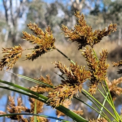 Cyperus exaltatus (Tall Flat-sedge, Giant Sedge) at Hall, ACT - 11 May 2023 by trevorpreston