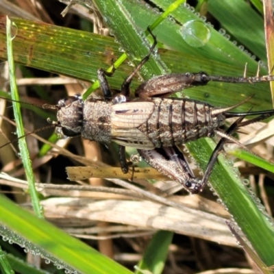 Eurepa marginipennis (Mottled bush cricket) at Hall Cemetery - 11 May 2023 by trevorpreston