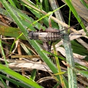 Eurepa marginipennis at Hall, ACT - 11 May 2023