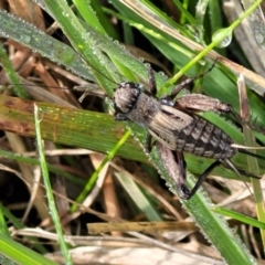 Eurepa marginipennis at Hall, ACT - 11 May 2023 10:17 AM