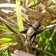 Bobilla sp. (genus) (A Small field cricket) at Hall Cemetery - 11 May 2023 by trevorpreston