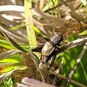 Bobilla sp. (genus) at Hall, ACT - 11 May 2023