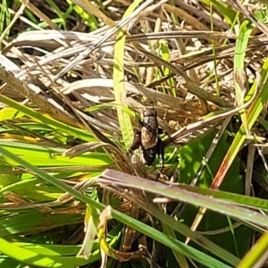 Bobilla sp. (genus) at Hall, ACT - 11 May 2023