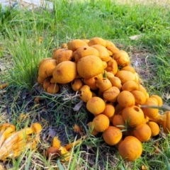 Gymnopilus junonius (Spectacular Rustgill) at Hall, ACT - 11 May 2023 by trevorpreston