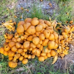 Gymnopilus junonius at Hall, ACT - 11 May 2023 10:07 AM