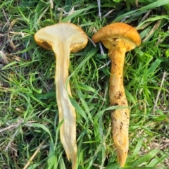 Gymnopilus junonius at Hall, ACT - 11 May 2023 10:07 AM