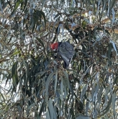 Callocephalon fimbriatum (Gang-gang Cockatoo) at Mount Majura - 11 May 2023 by Boagshoags