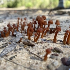 Unidentified Cap on a stem; gills below cap [mushrooms or mushroom-like] at Woodlands, NSW - 10 May 2023 by GlossyGal