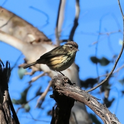 Pyrrholaemus sagittatus (Speckled Warbler) at Table Top, NSW - 11 May 2023 by KylieWaldon