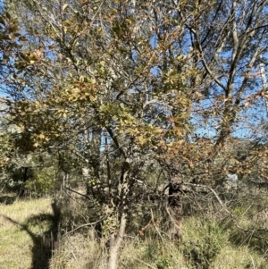 Malus sp. at Bruce, ACT - 11 May 2023