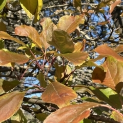 Malus sp. at Bruce, ACT - 11 May 2023