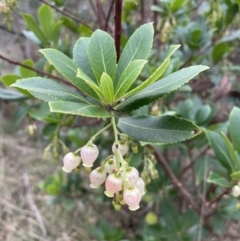 Arbutus unedo (Strawberry Tree) at Flea Bog Flat, Bruce - 19 Apr 2023 by JVR