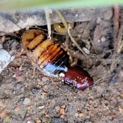 Robshelfordia simplex (Shelford's Western Cockroach) at O'Connor, ACT - 11 May 2023 by trevorpreston
