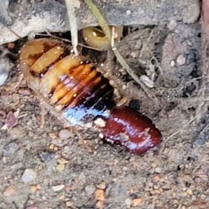 Robshelfordia simplex at O'Connor, ACT - 11 May 2023