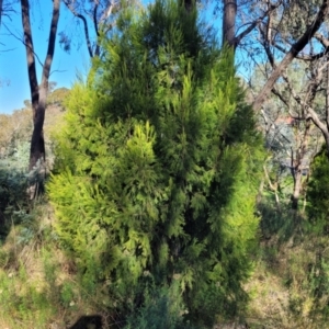 Exocarpos cupressiformis at O'Connor, ACT - 11 May 2023 01:56 PM