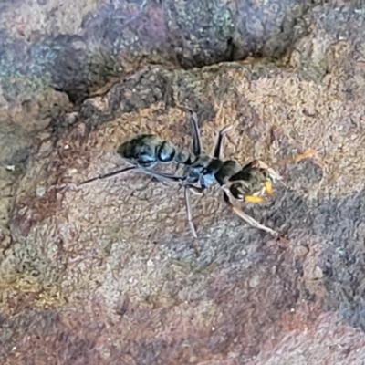 Myrmecia sp., pilosula-group (Jack jumper) at Banksia Street Wetland Corridor - 11 May 2023 by trevorpreston