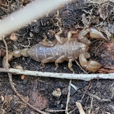 Urodacus manicatus (Black Rock Scorpion) at Banksia Street Wetland Corridor - 11 May 2023 by trevorpreston