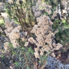 Cassinia quinquefaria (Rosemary Cassinia) at Banksia Street Wetland Corridor - 11 May 2023 by trevorpreston