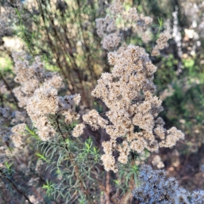 Cassinia quinquefaria (Rosemary Cassinia) at O'Connor, ACT - 11 May 2023 by trevorpreston